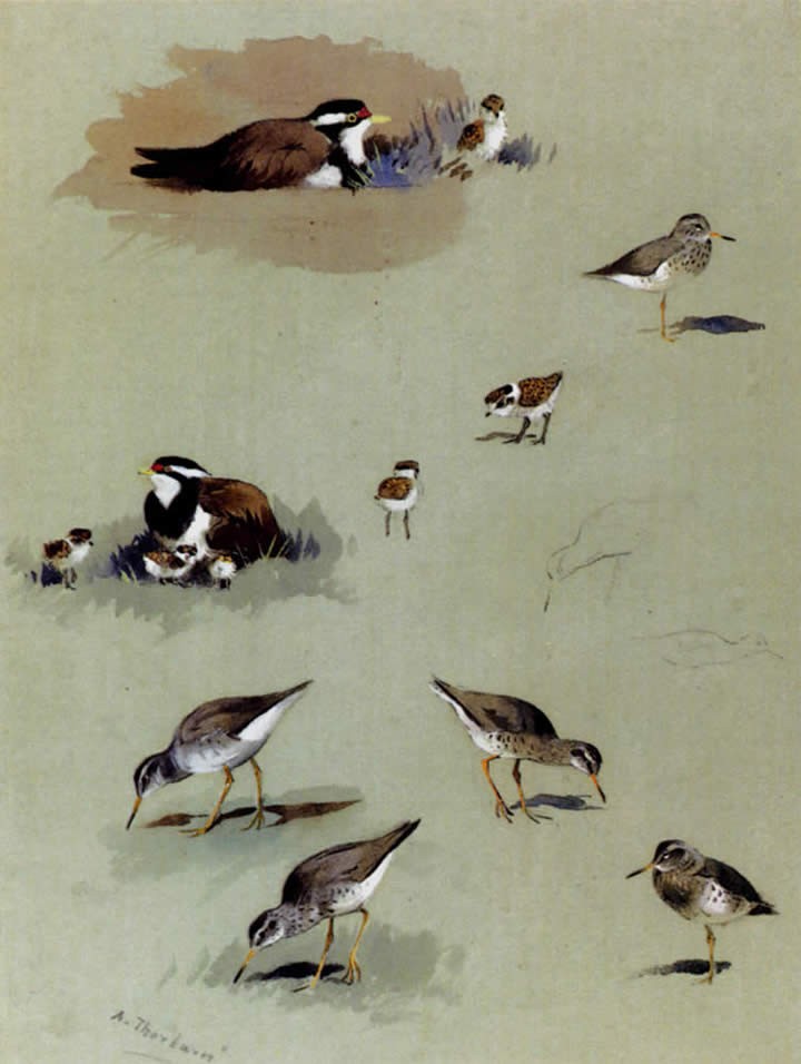 Archibald Thorburn Study of sandpipers cream-coloured coursers and other birds